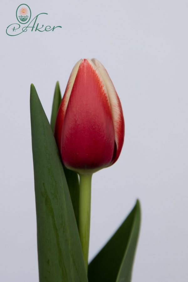 Beautiful red/white single tulip Outfit