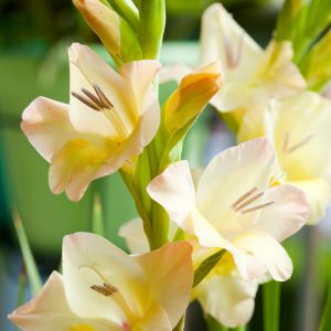 Beautiful yellow gladiolus 'Ovatie'