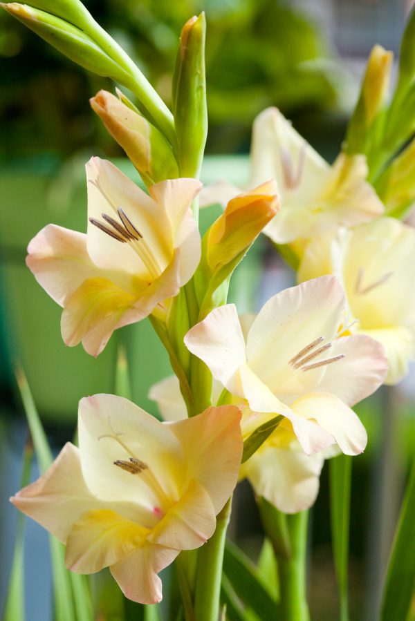 Beautiful yellow gladiolus 'Ovatie'