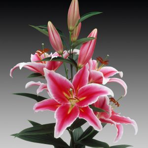Beautiful pink and white lily 'Paradero'
