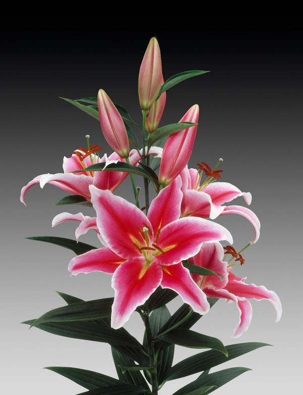 Beautiful pink and white lily 'Paradero'