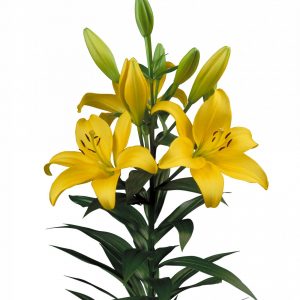 Beautiful yellow lily Pavia