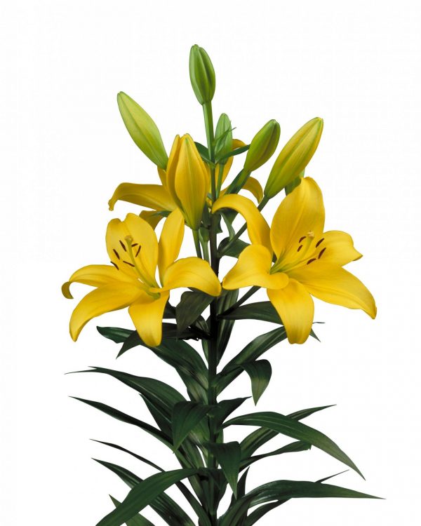 Beautiful yellow lily Pavia