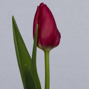 Single pink tulip Pink Ardour