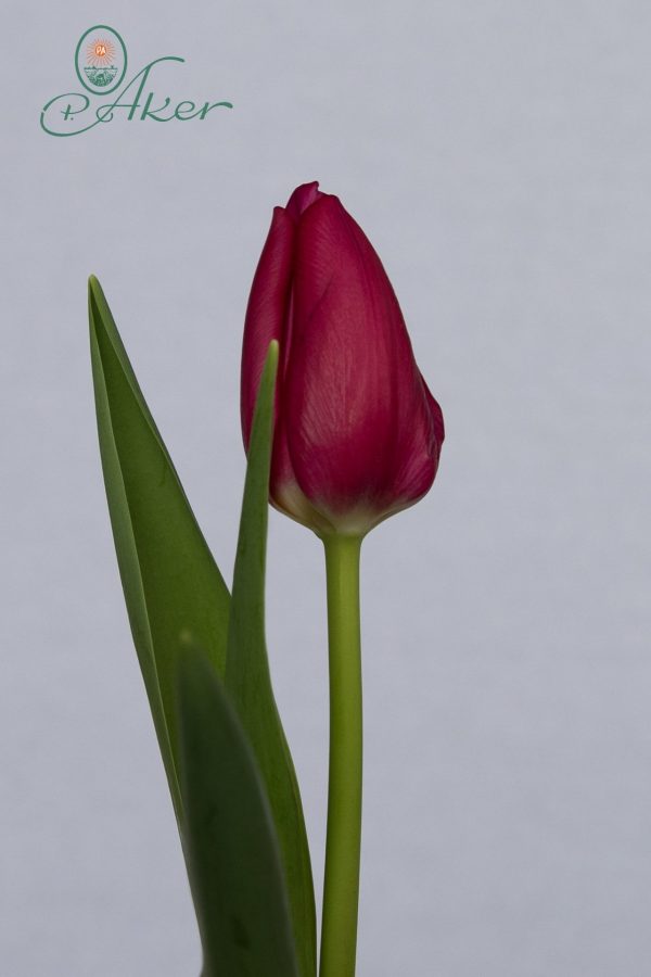 Single pink tulip Pink Ardour