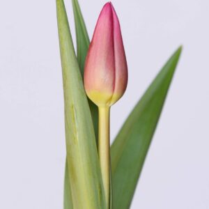 Single pink tulip Pink Marlene