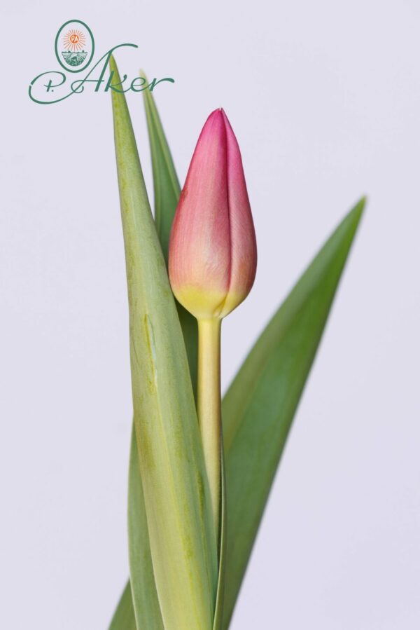 Single pink tulip Pink Marlene