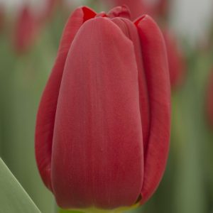 red single tulip Prague