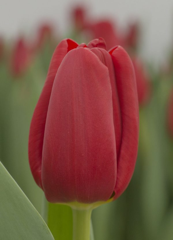 red single tulip Prague