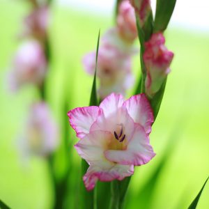 Beautiful white/pink gladiolus 'Priscilla'