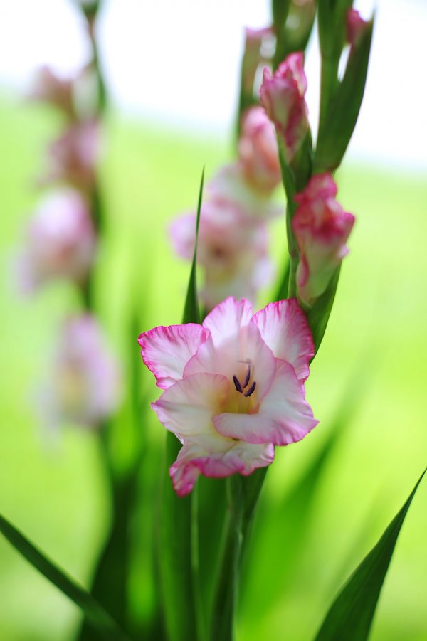 Beautiful white/pink gladiolus 'Priscilla'