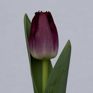 Beautiful fringed purple tulip