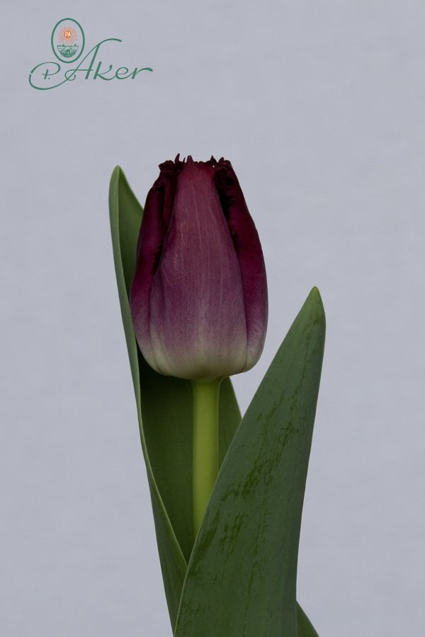 Beautiful fringed purple tulip