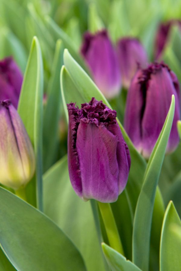 Beautiful purple tulip Purple Crystal