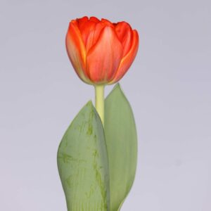 Single double orange tulip Queensday
