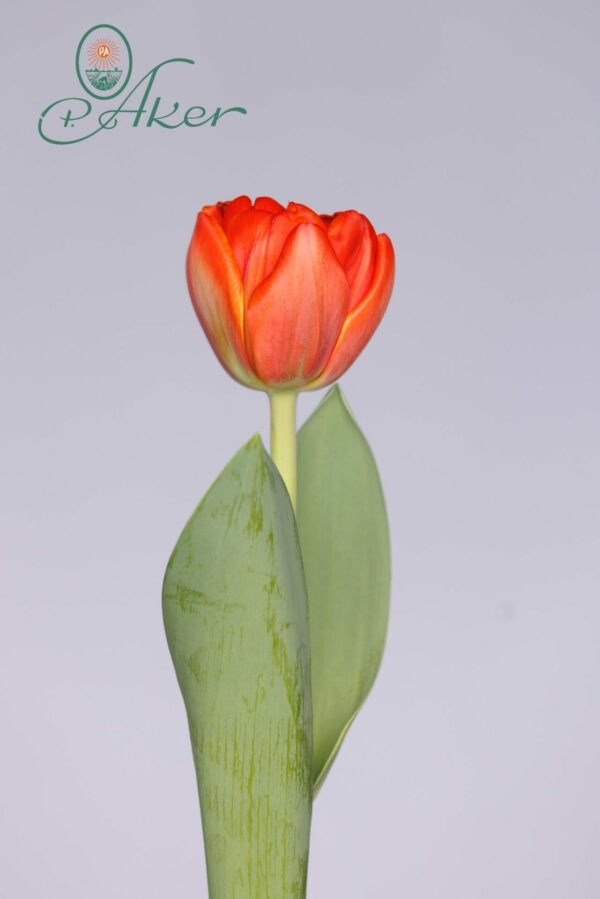 Single double orange tulip Queensday