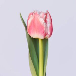 Single pink fringed tulip Queensland