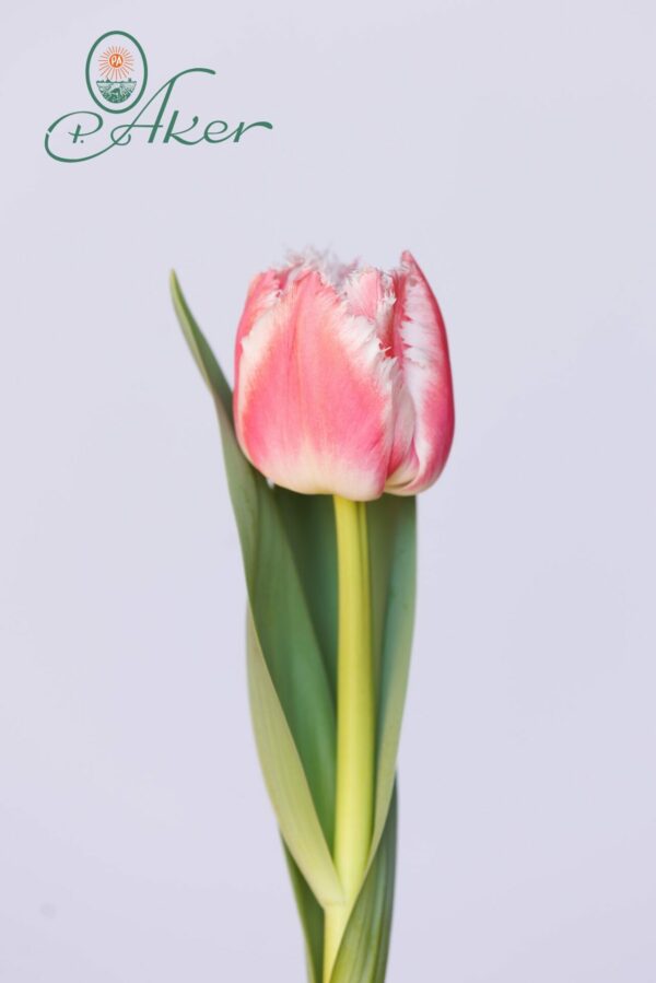 Single pink fringed tulip Queensland