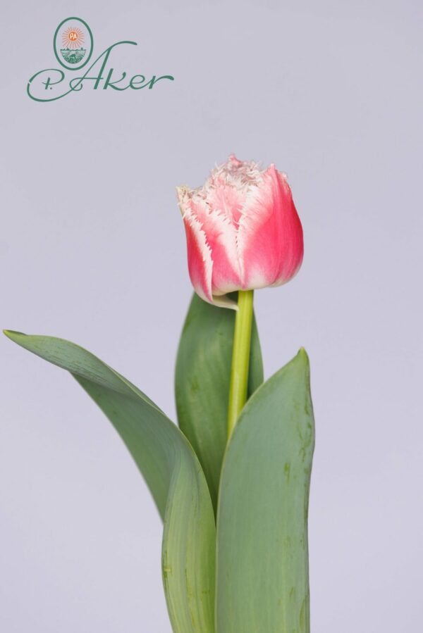 Single fringed [ink/white tulip Queensland