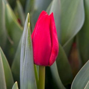 Beautiful strong red tulip