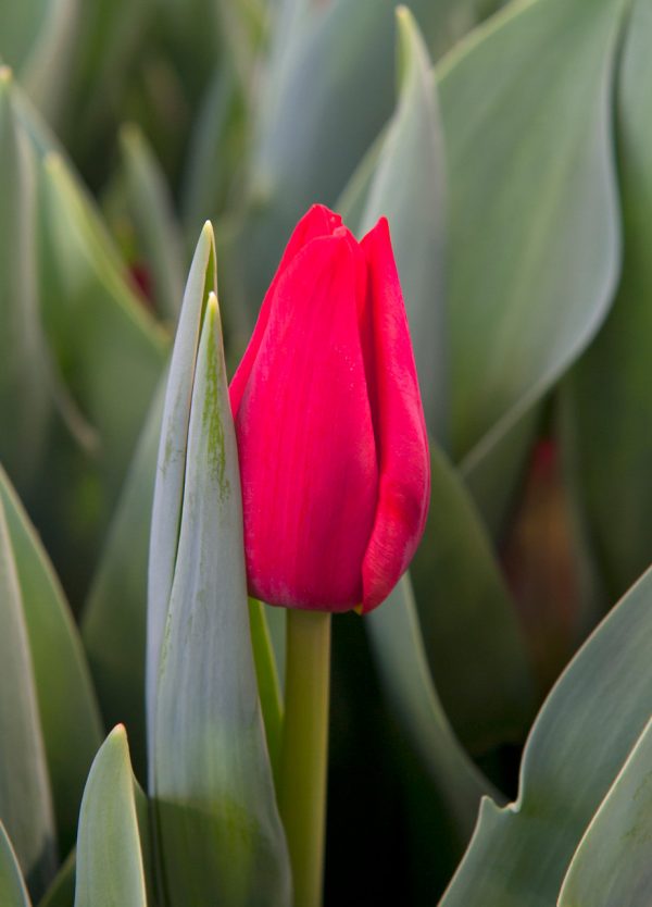 Beautiful strong red tulip