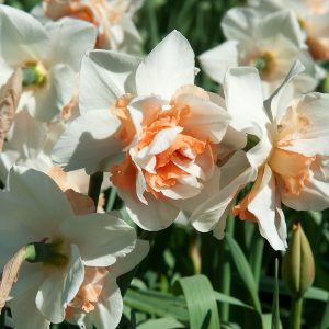 Beautiful white/orange daffodil Replete