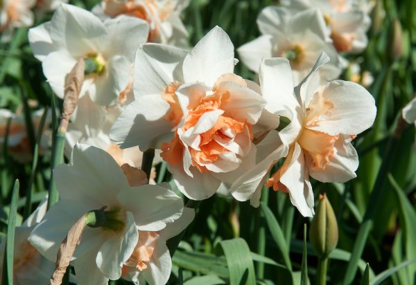 Beautiful white/orange daffodil Replete