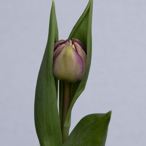 Respectable a single purple tulip