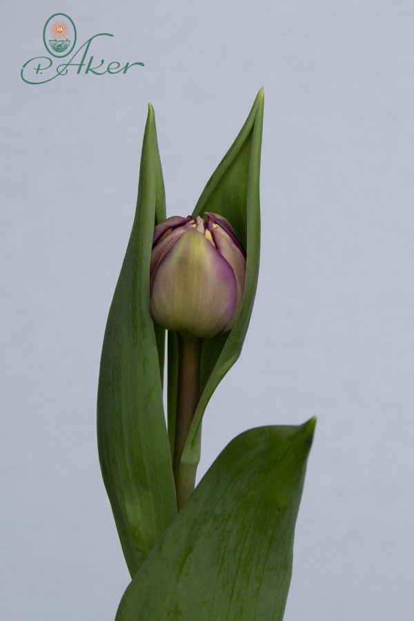 Respectable a single purple tulip