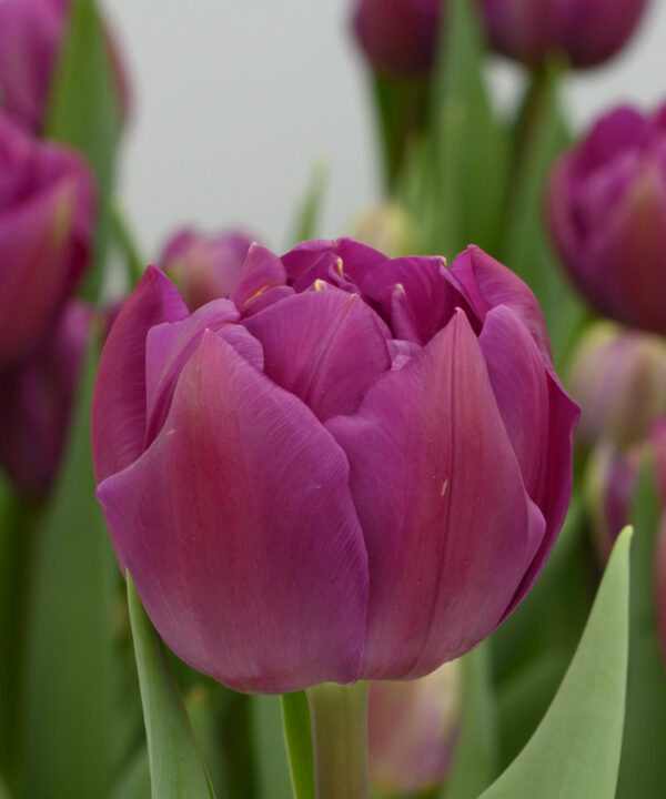 Single double purple tulip