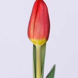 Single red tulip Rodeo Drive