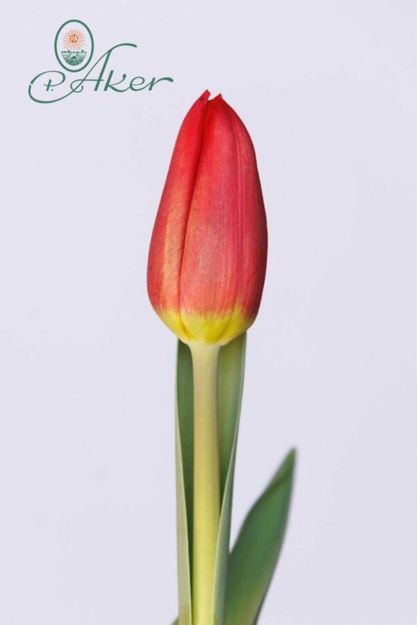 Single red tulip Rodeo Drive