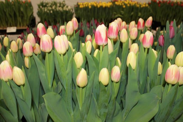 crate with flowering red/white tulips Roman Empire