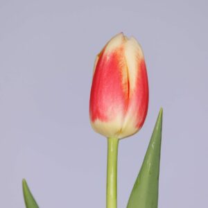 Single red/white tulip with green leaves Roman Empire