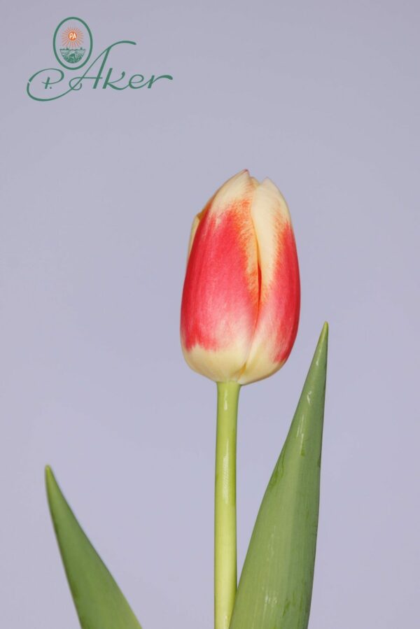 Single red/white tulip with green leaves Roman Empire