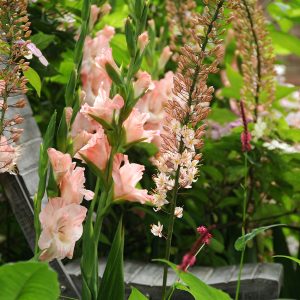 Beautiful pink gladiolus 'Rose Supreme'