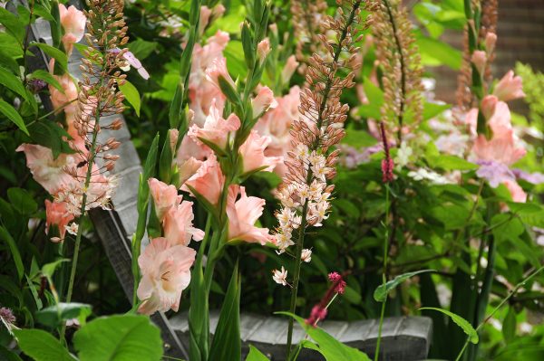 Beautiful pink gladiolus 'Rose Supreme'