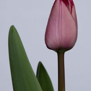 Single red tulip Roussillion
