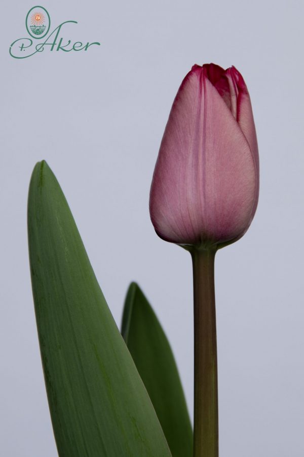 Single red tulip Roussillion