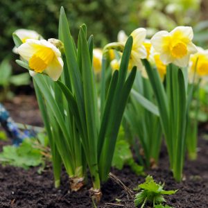 Beautiful yellow daffodil 'Salome'