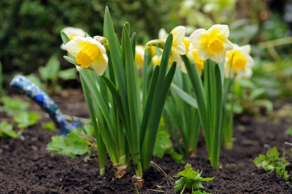 Beautiful yellow daffodil 'Salome'