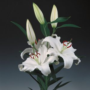Beautiful white lily 'Santander'