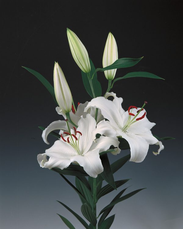 Beautiful white lily 'Santander'