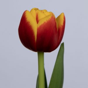 Single red/yellow tulip Shell