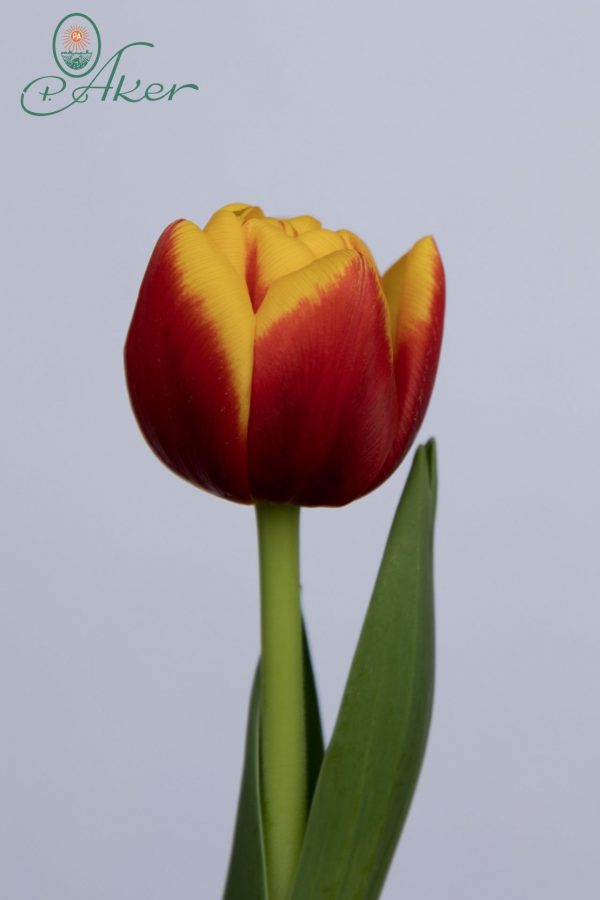 Single red/yellow tulip Shell