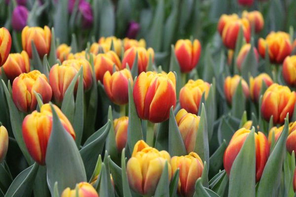 Red/yellow tulips Shell