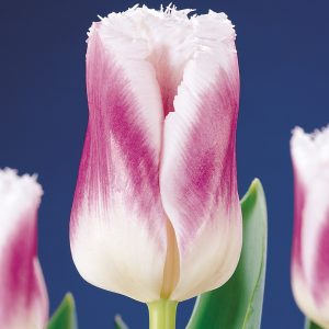 Purple white fringed tulip