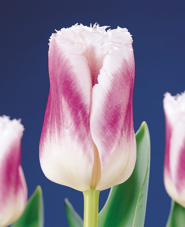 Purple white fringed tulip