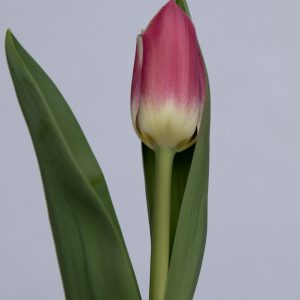 Single pink/white tulip Snapshot