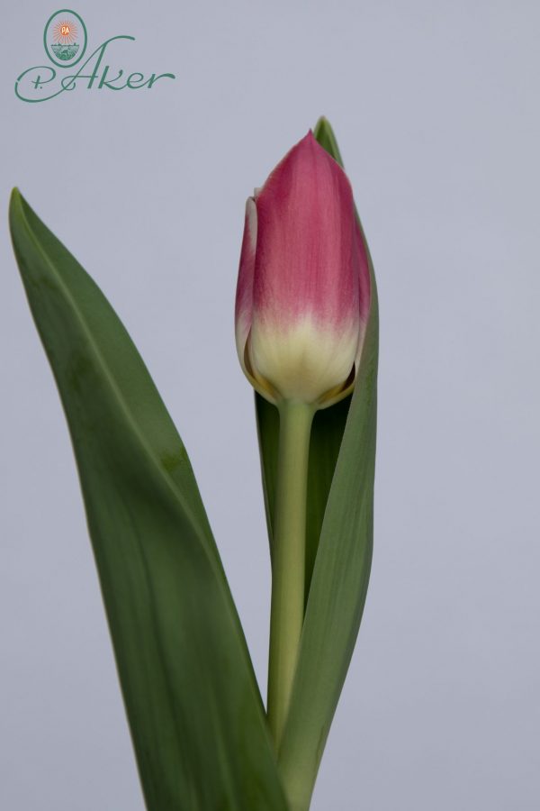 Single pink/white tulip Snapshot